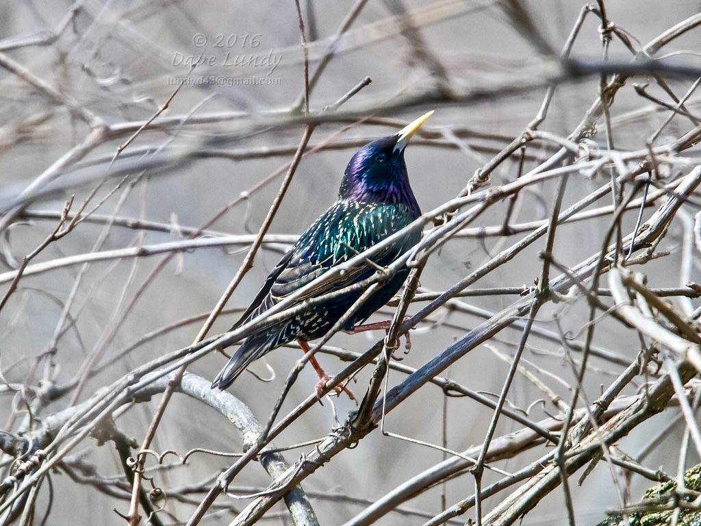 European Starling by lundyd is licensed under CC BY-ND 2.0